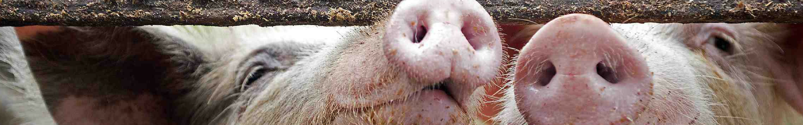 Roadhogs New Banner 5 Roadhogs New Banner 5