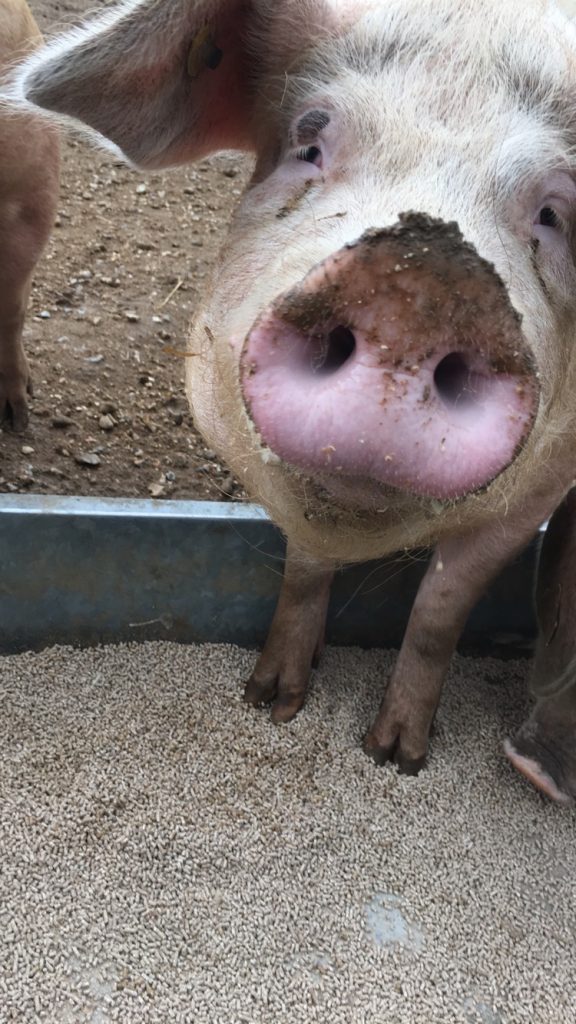 Close up of a cute pig snout.