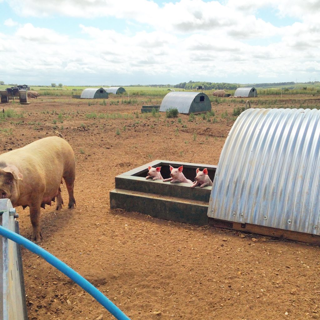 Three little pigs in an outdoor unit.