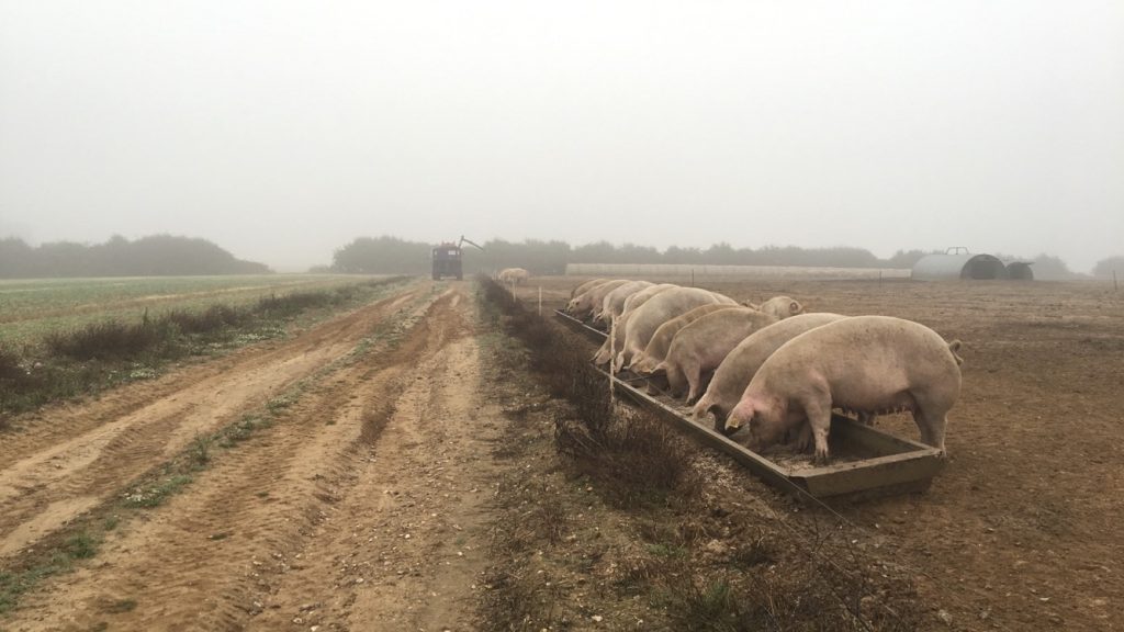 Pigs eating outdoors while a tractor drives past.