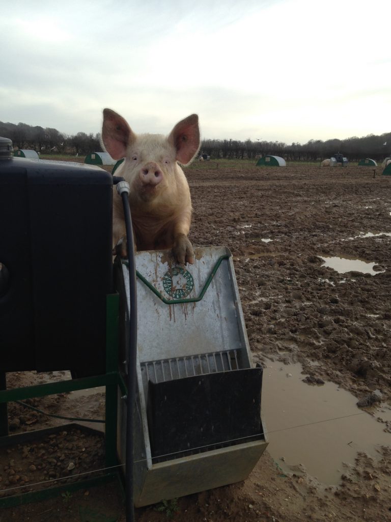 Curious outdoor pig posing for a photo.