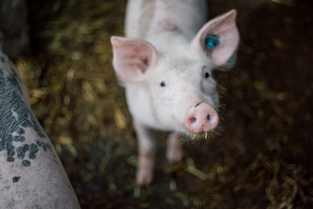 Little indoor pig