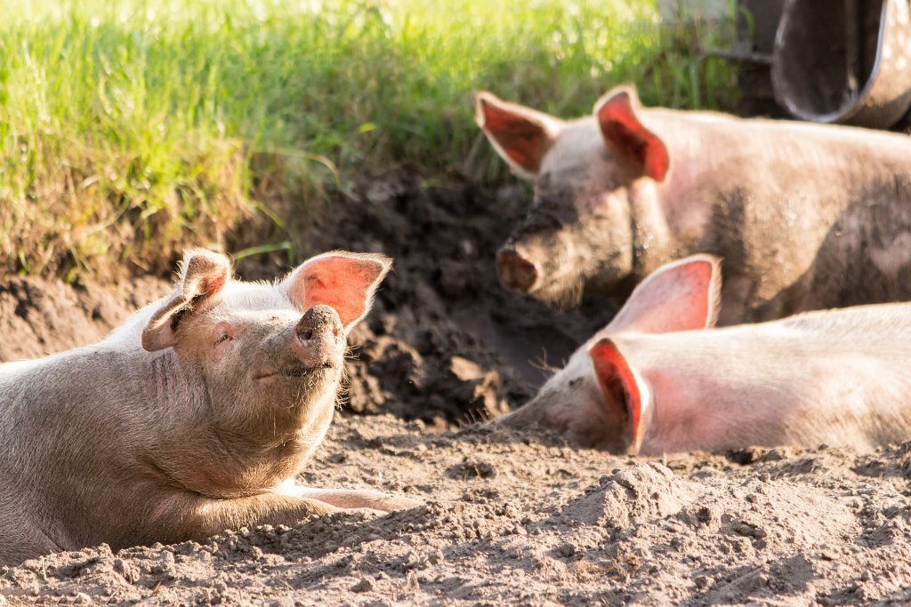 Happy pigs in the sun