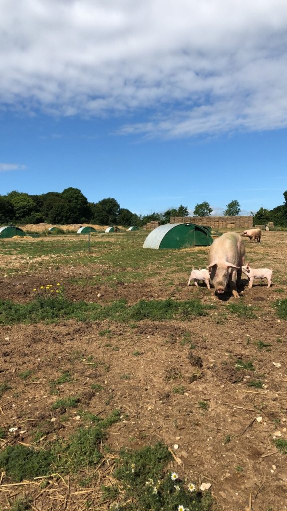 Outdoor British Pigs