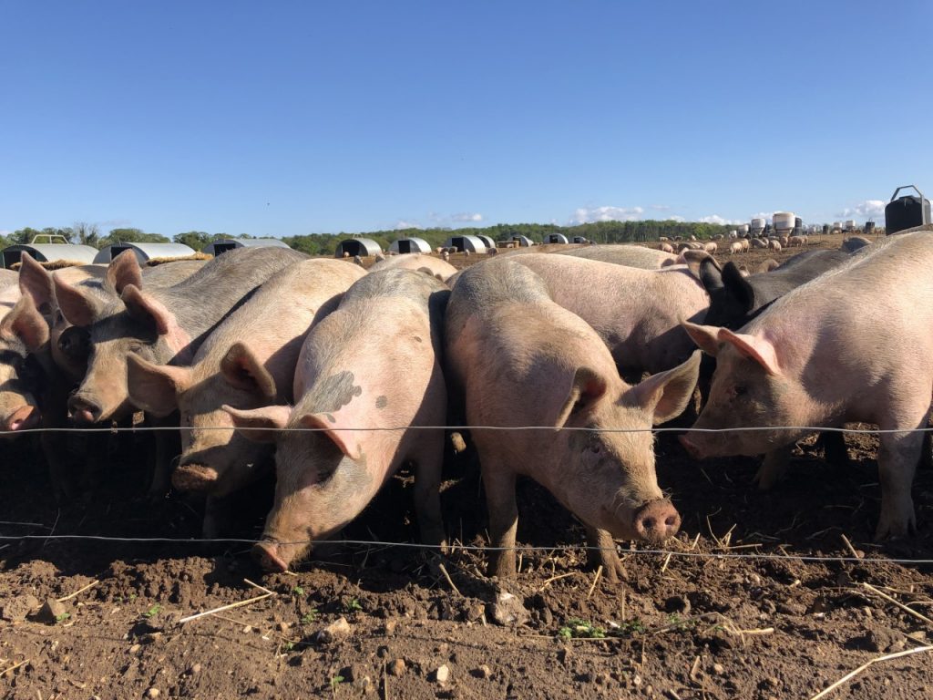 Outdoor British Pigs