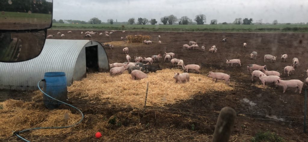 Outdoor British Pigs