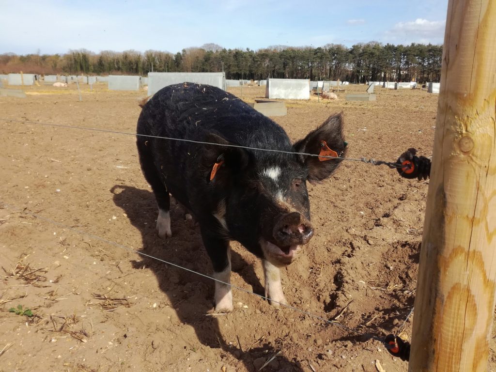 Pig Specialist