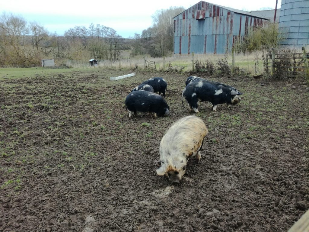 Kune Kune pigs 