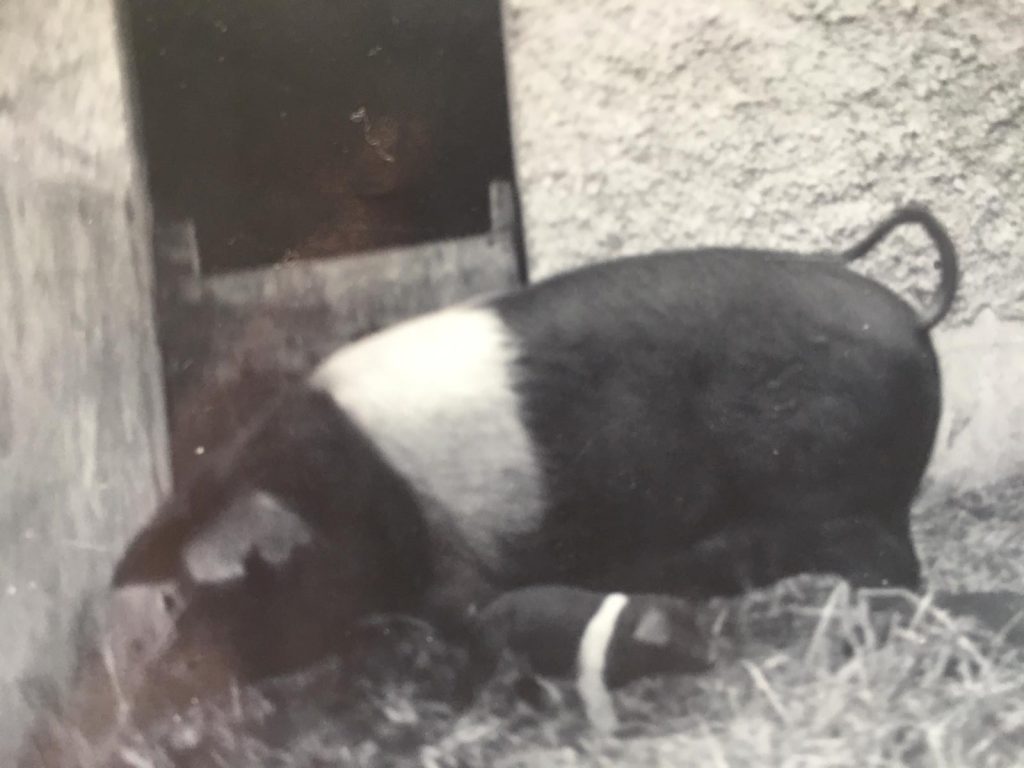 pig in wellies