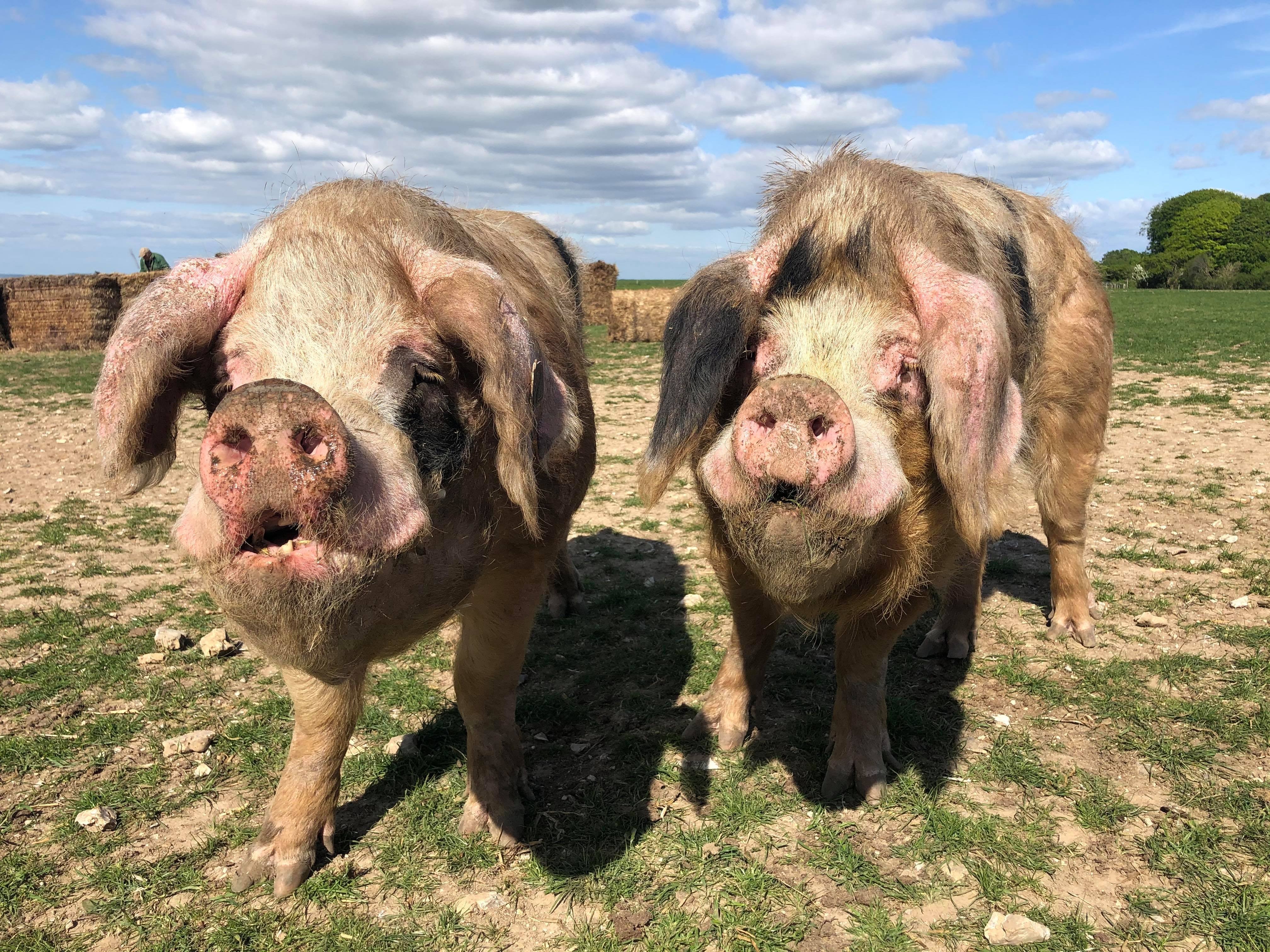 Pig Farm Jobs in East Anglia