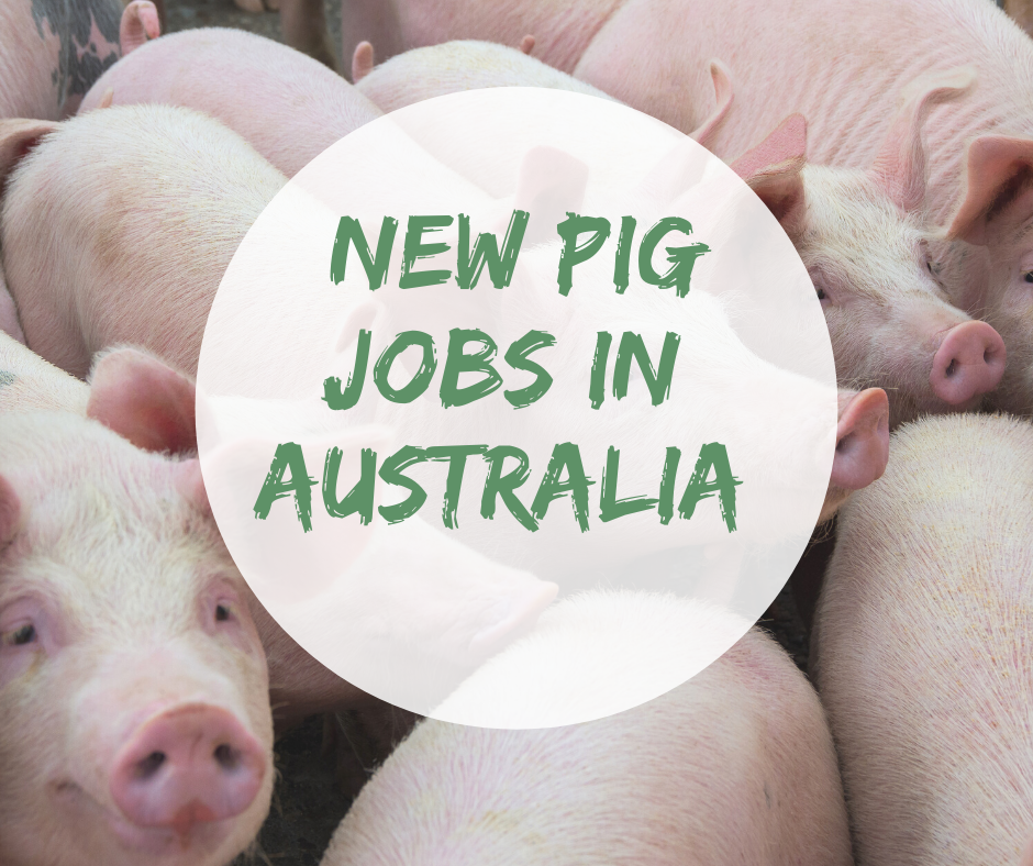 pig jobs Australia