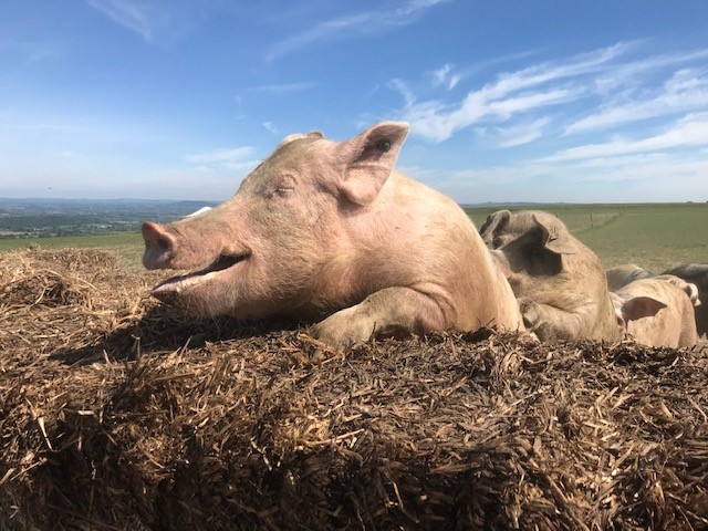 pig farming jobs uk
