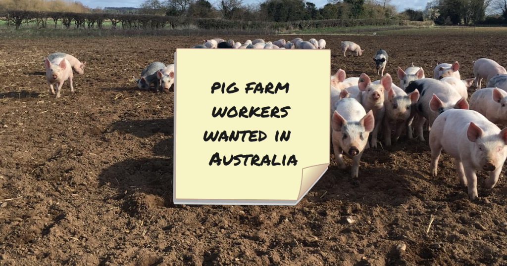 Australia Pig Farm Jobs
