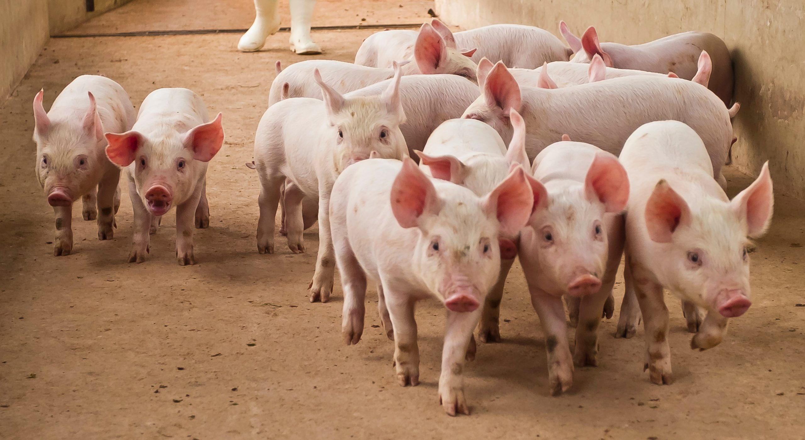 Roadhogs Recruitment Pig Farm Jobs