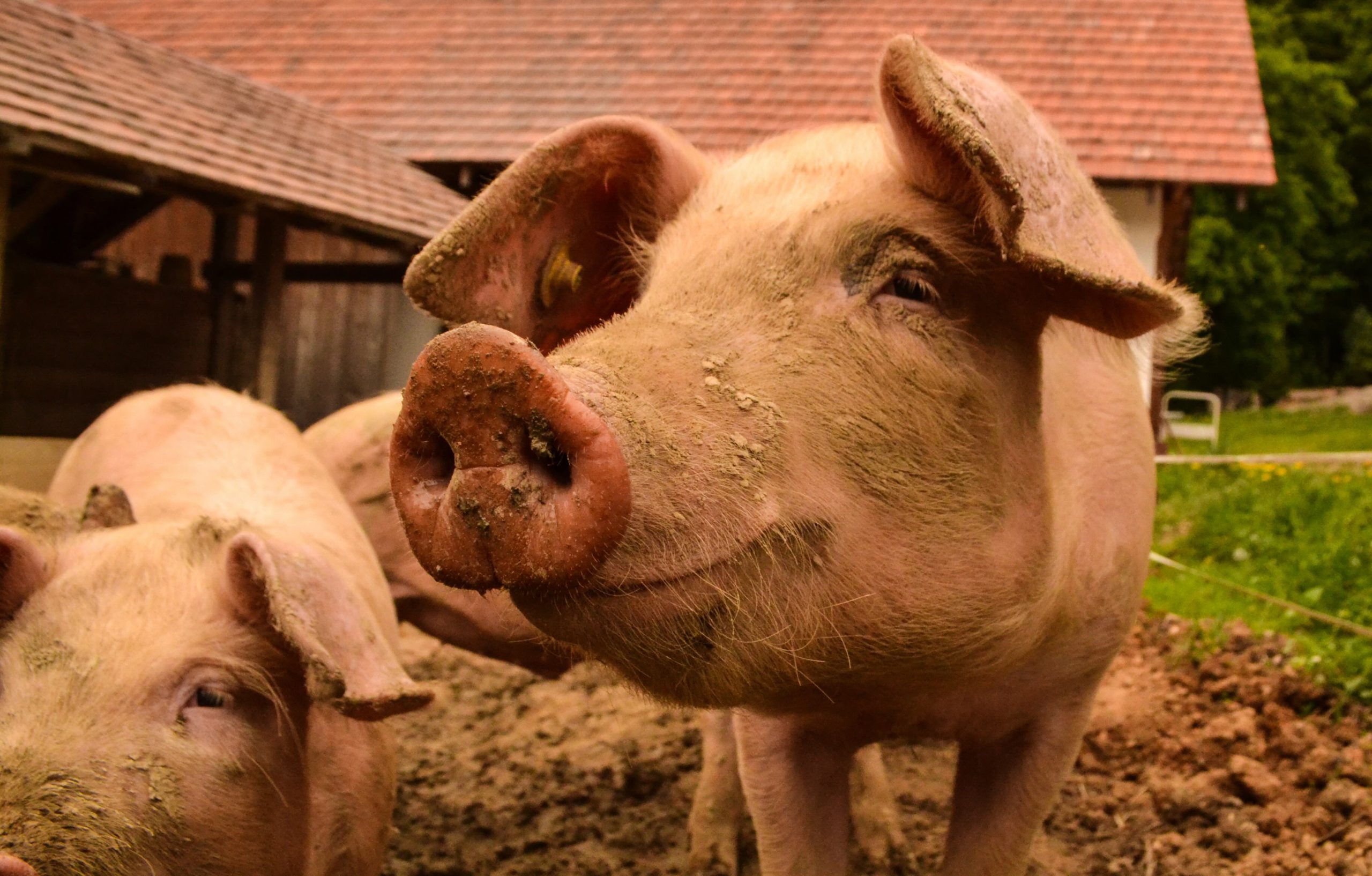 pig farm jobs