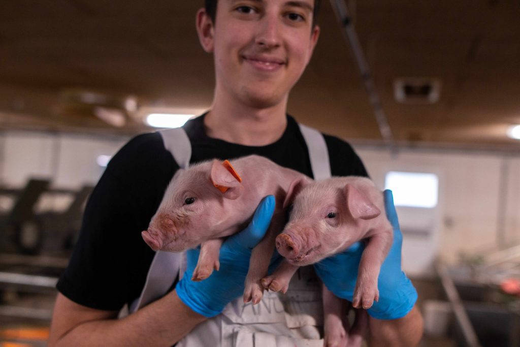 worker holding a pig on a pig farm